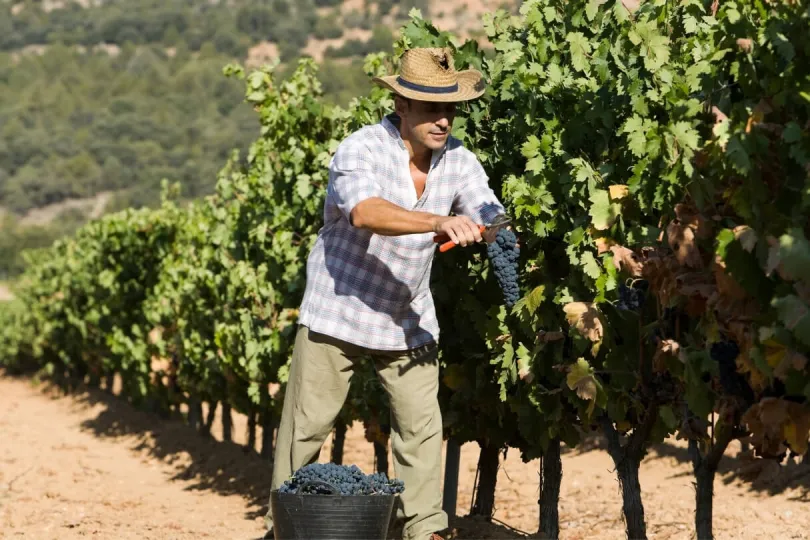 Ein Weinbauer erntet Trauben
