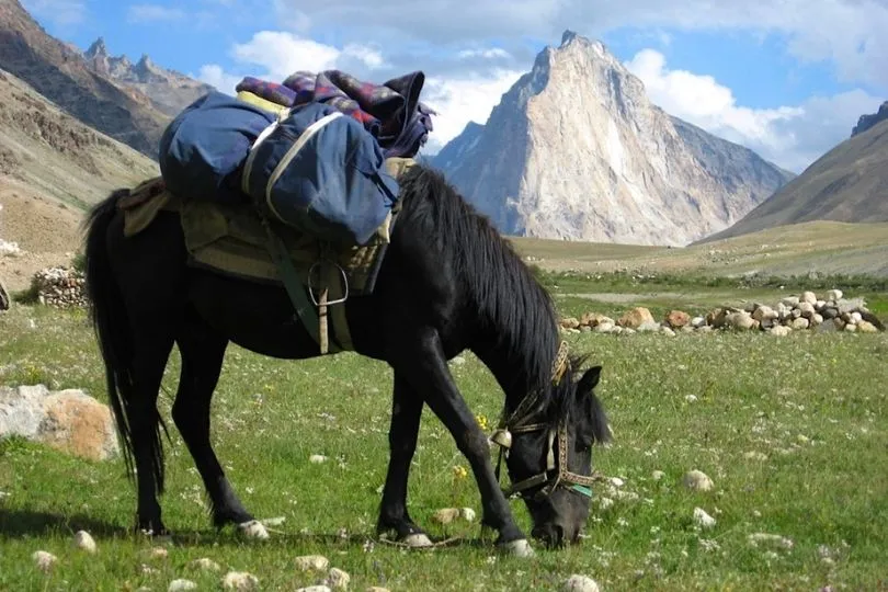 Ein Packpferd beim Trekking in Ladakh