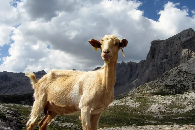 Picos de Europa Spanje geit 