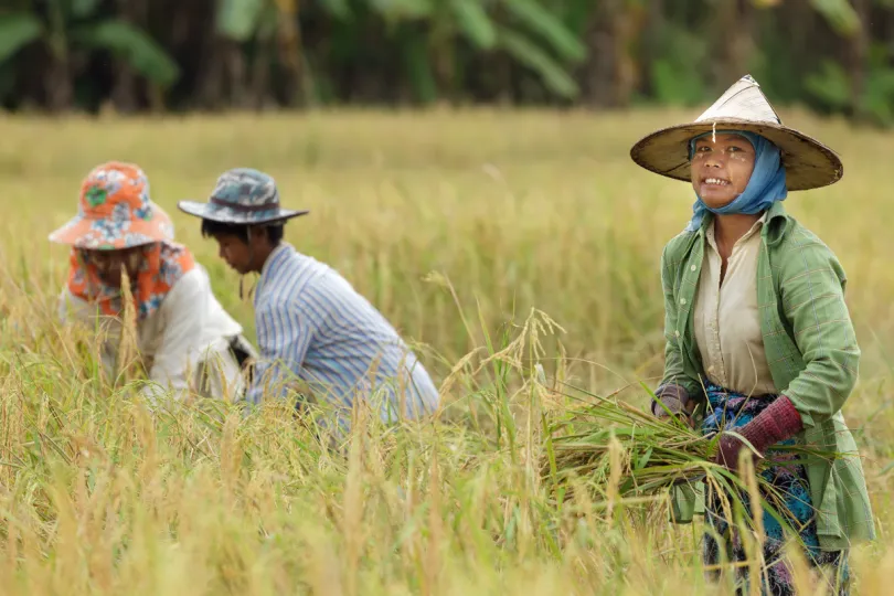 Thailand Locals