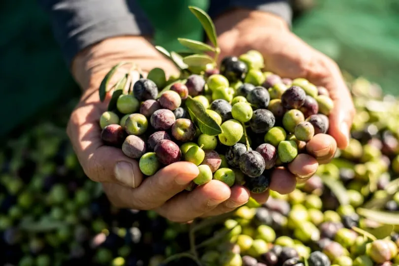 Oliven ernten bei der Andalusien Rundreise