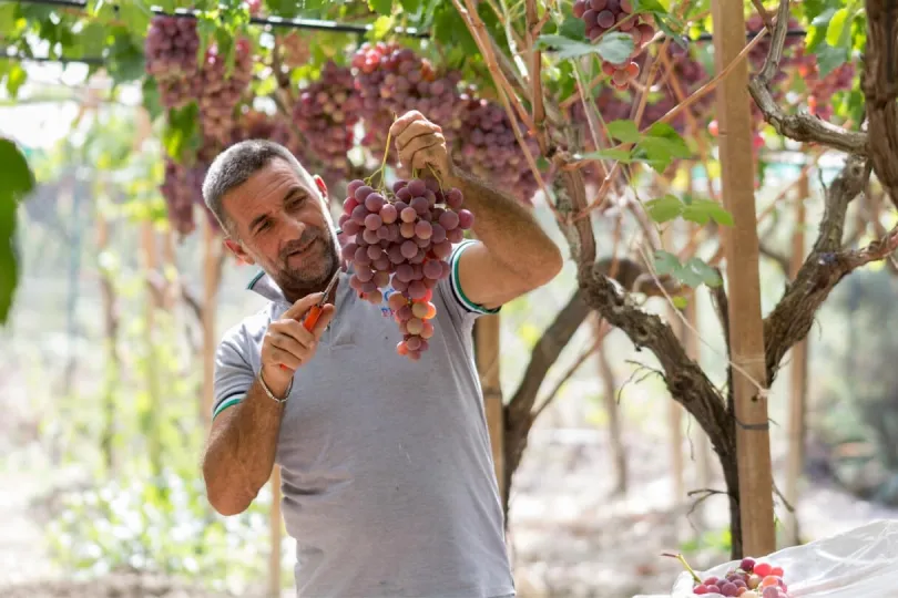 Ein Weinbauer erntet Trauben