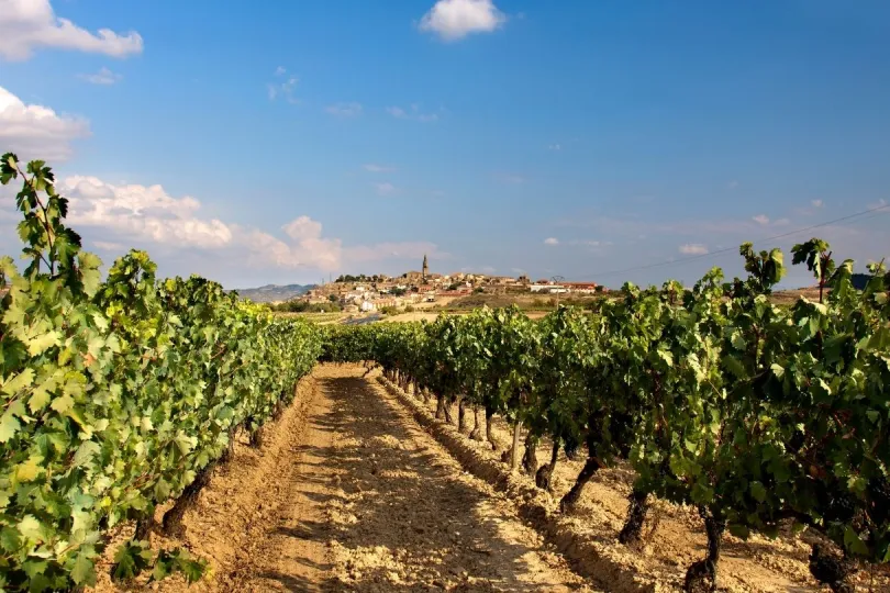 Weinanbau in La Rioja, Spanien
