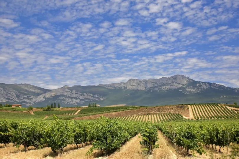 Weinanbau in Spanien kennenlernen