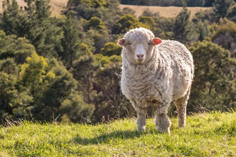 Kleidung aus Wolle von Merino Schafen ist ideal zum Reisen