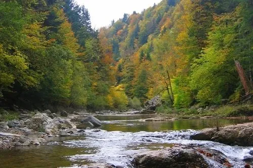 Ein Fluss im Irati Wald
