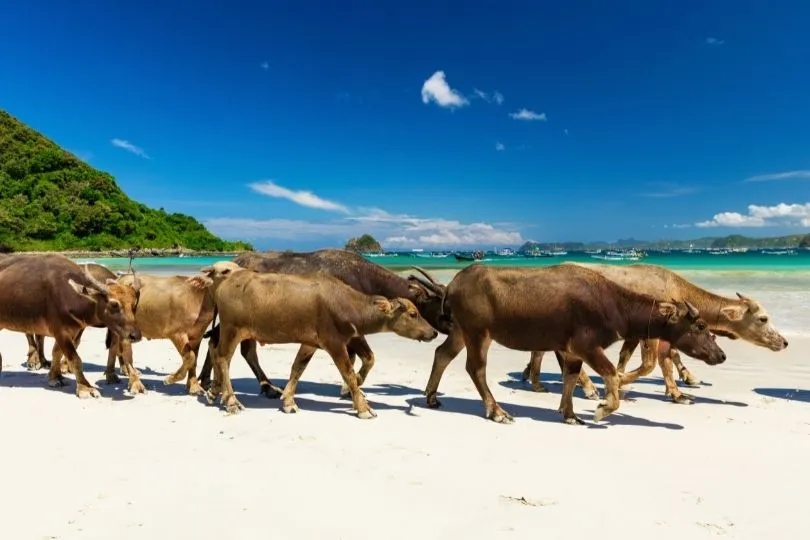 Eine der schönsten Inseln Indonesiens: Lombok