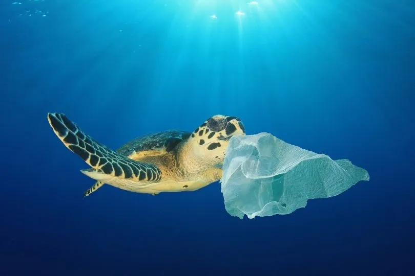 Schildkröte mit Plastiktüte
