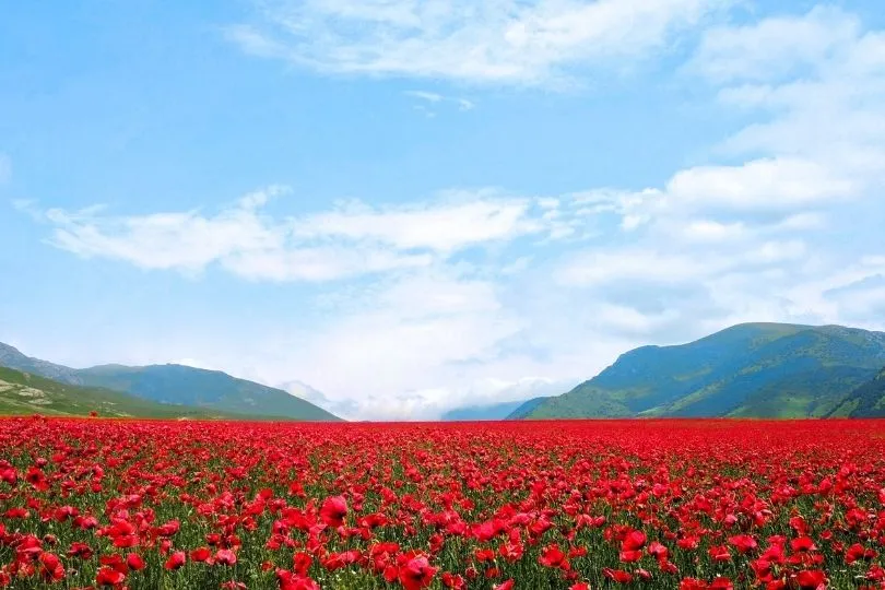 Wunderschöne Blumenwiese in Armenien