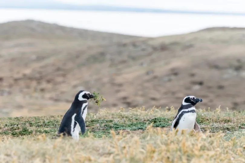 Pinguine auf des Isla Magdalena in Chile