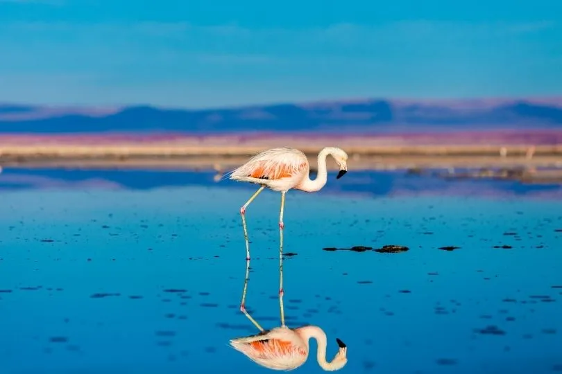 Flamingos beobachten in den Salzseen der Atacama Wüste