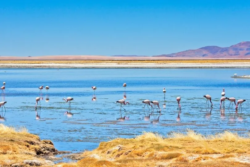 In den Nationalparks in Chile tummeln sich gerne Flamingos