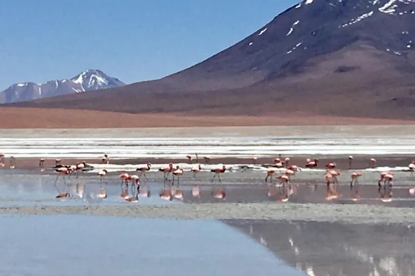 In den Lagunen der Salzwüste wimmelt es von Flamingos
