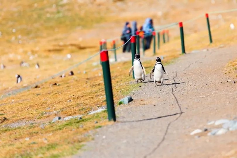 Süßes Highlight: Pinguine spotten auf der Isla Magdalena in Chile