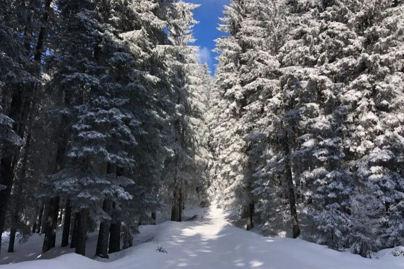 Ein Wald mit Schnee bedeckt in Slowenien