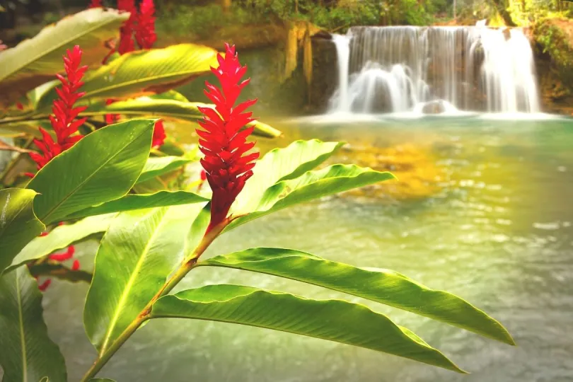 Tolles Ausflugsziel: Der YS Wasserfall in Jamaika