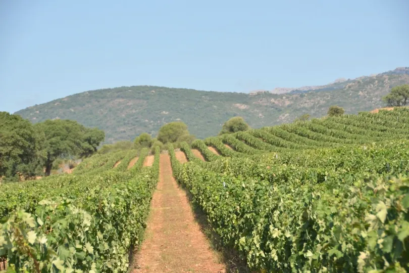 Weinanbau auf Sardinien