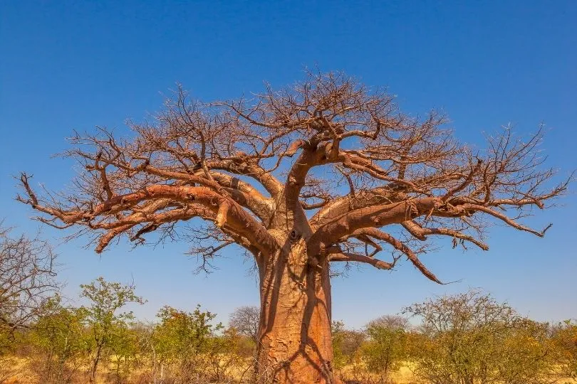 Limpopo ist sehr trocken – die Regenkönigin soll helfen