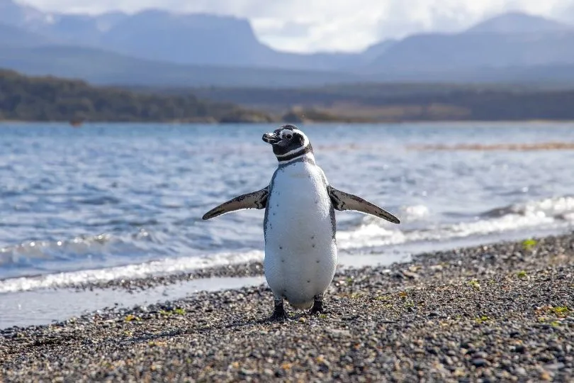 Süße Pinguine in Patagonien