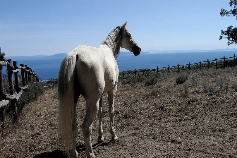 Ein Pferd auf einer Koppel in Sardinien