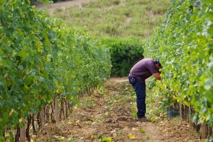 Genieße auf deiner authentischen Sardinien Reise eine Weinprobe