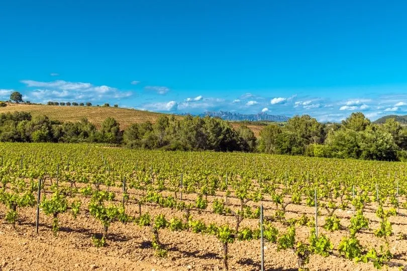 Katalonien ist bekannt für seine Weinregionen