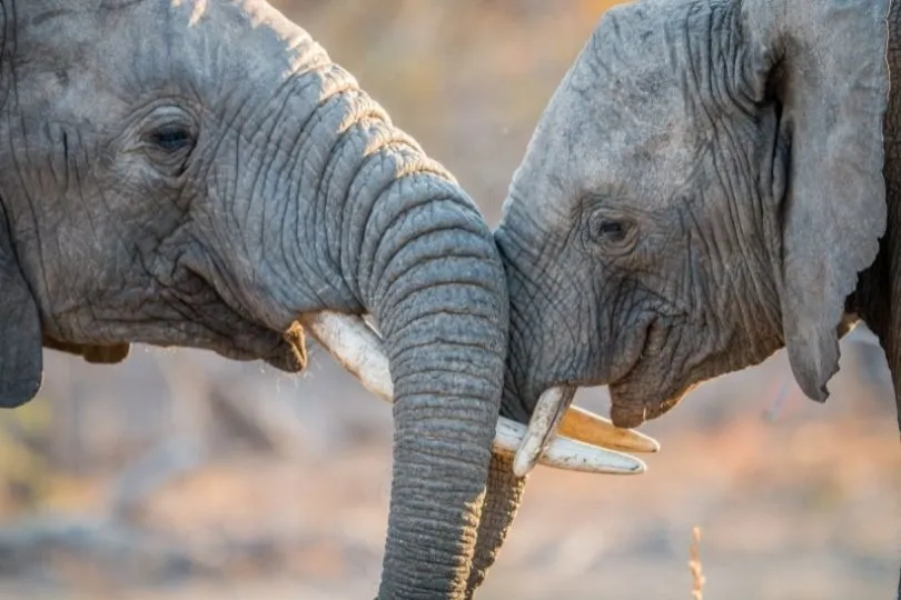 Südafrika begeistert mit einer fantastischen Tierwelt