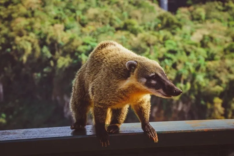 Tiere in Iguazú