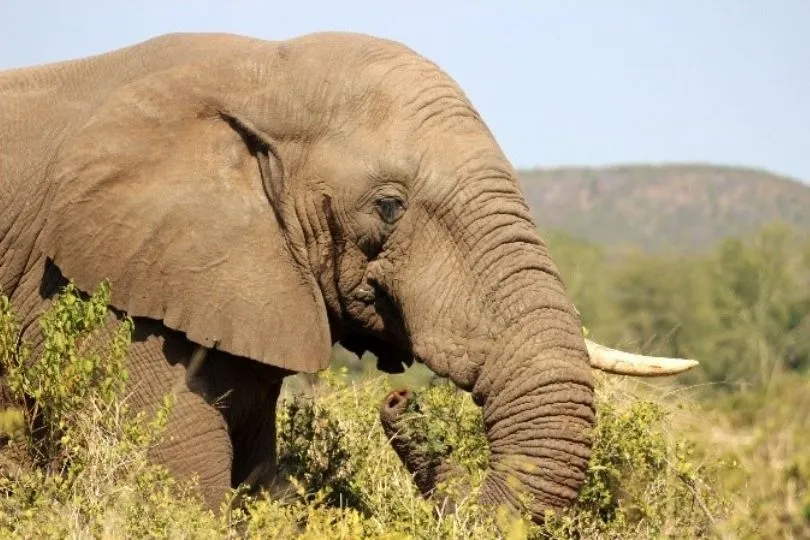 Elefant in Südafrika