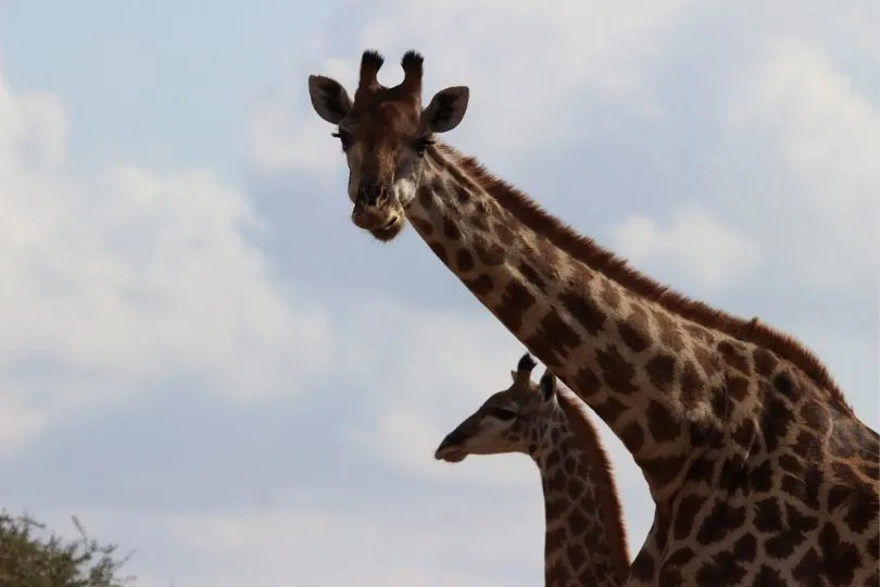 Giraffe in Südafrika