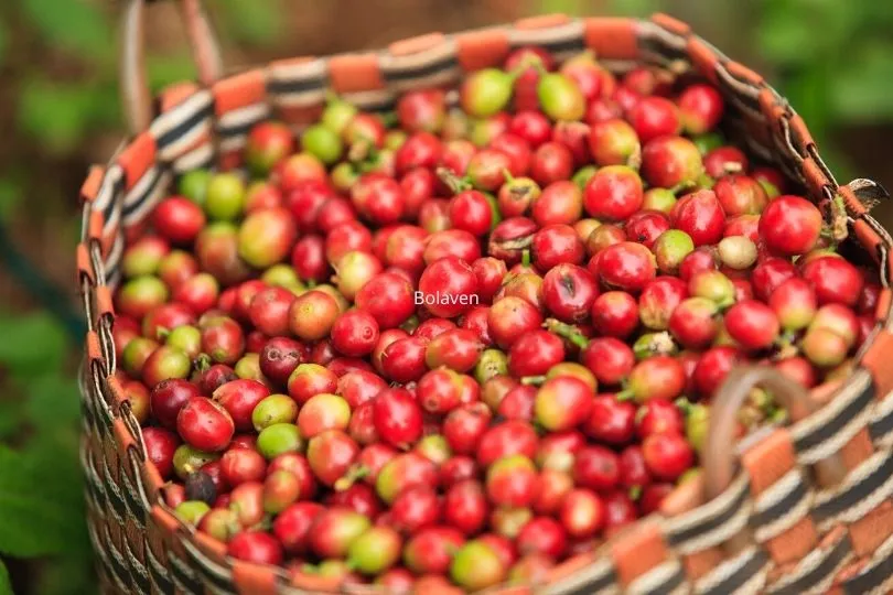 Probiere auf deiner Laos Rundreise den Kaffee auf dem Bolaven Plateau