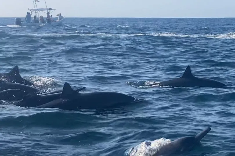 Schwimmen mit Delfinen in Mexiko