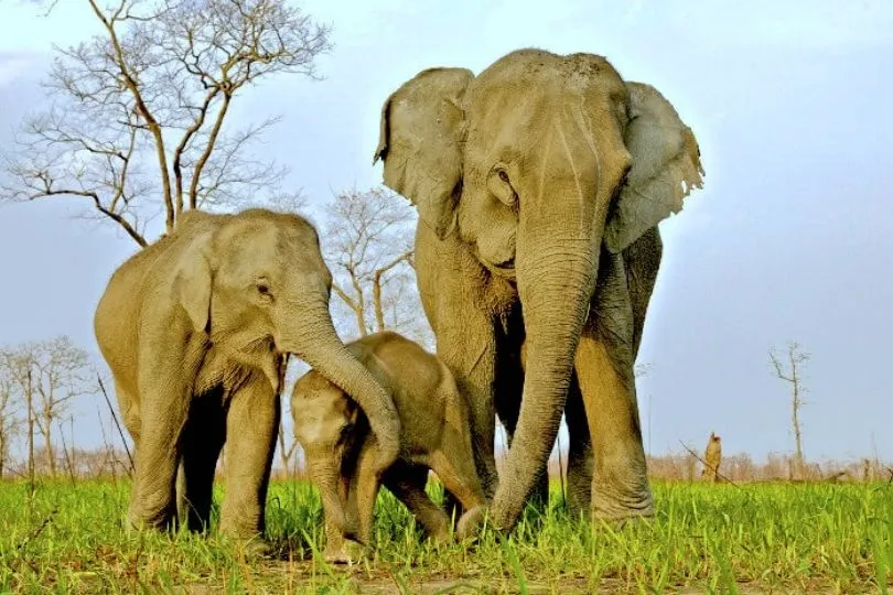 Elefanten ganz nahe kommen in Assam