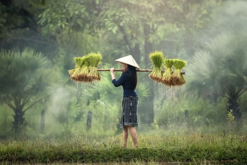 Darf nicht fehlen: Der Strohhut beim Reisanbau in Luang Prabang