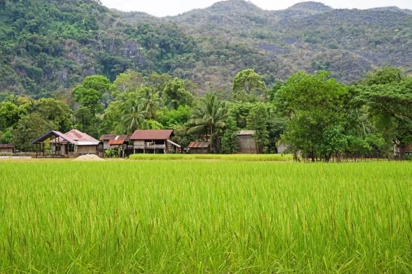 Leuchtend grünes Reisfeld in Luang Prabang