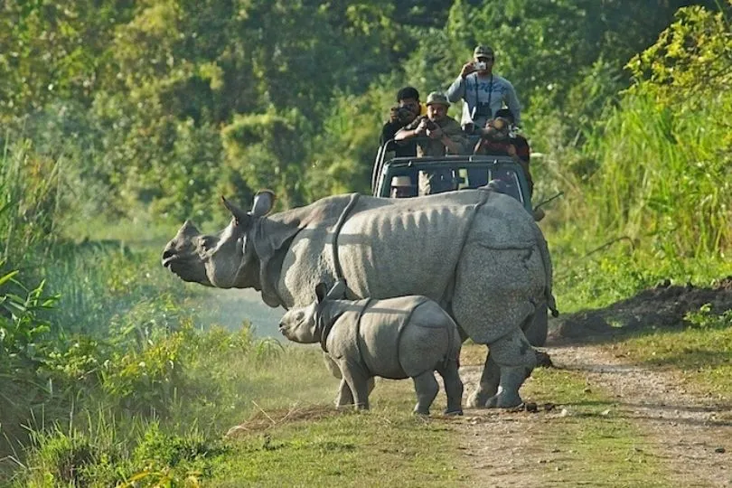 Safari im Kaziranga Nationalpark