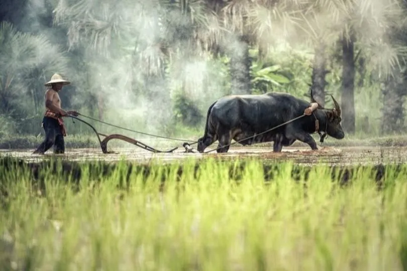 Der Wasserbüffel arbeitet bei dieser lokalen Aktivität in Luang Prabang sehr schwer