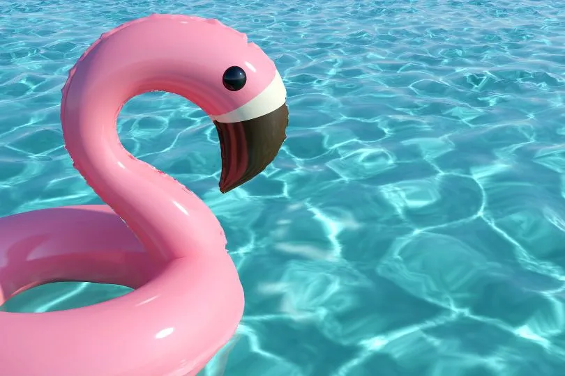 Flamingo im Hotelpool