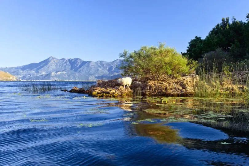 Malerisch: Der Skutarisee in Montenegro