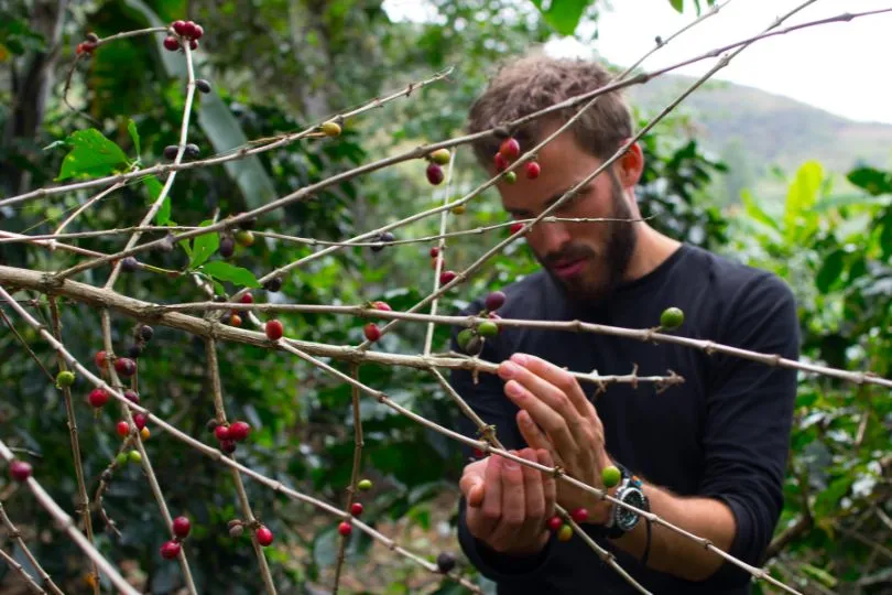 Ein Mann auf der Kaffeeplantage in Peru