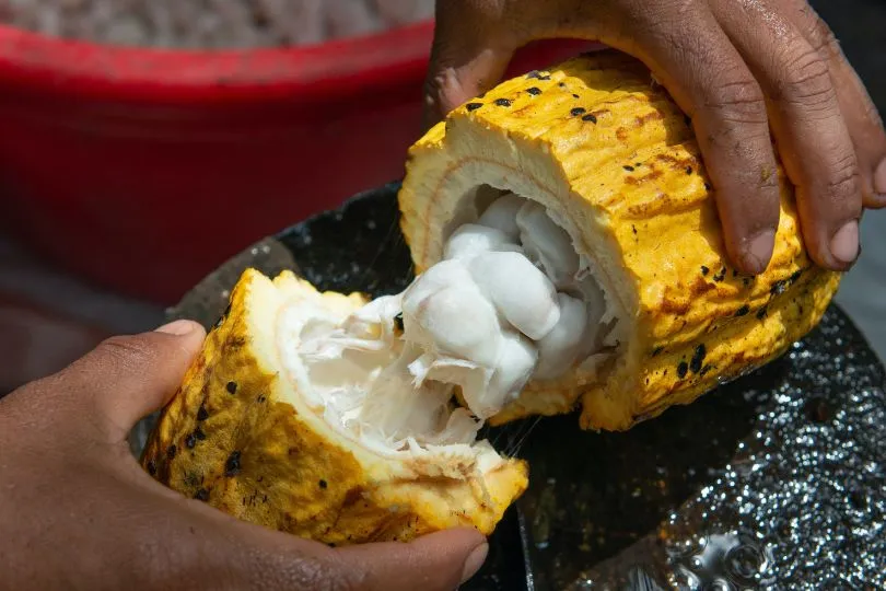 Eine Kakao Frucht in Peru