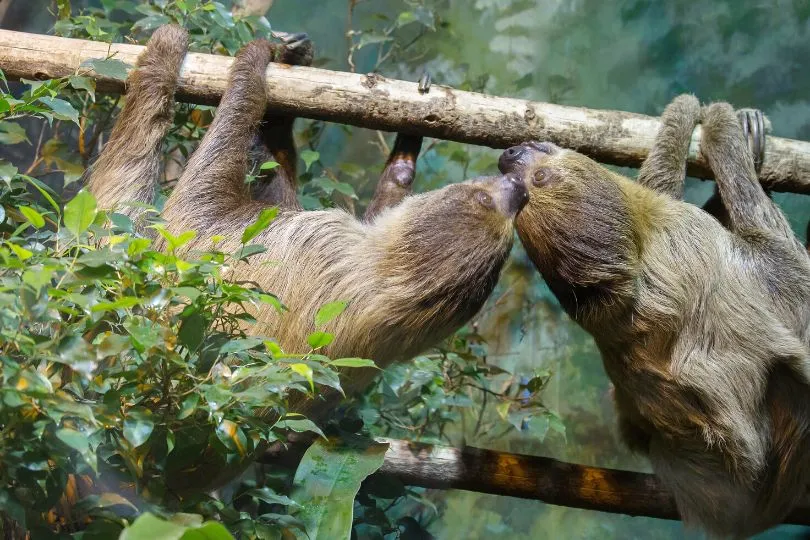 Faultier Pärchen in Costa Rica