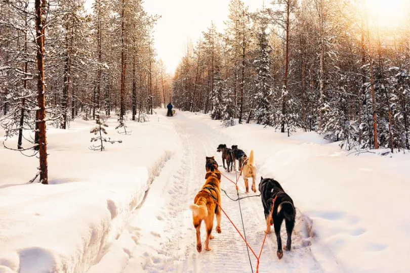 Mit dem Hundeschlitten durchs verschneite Finnland