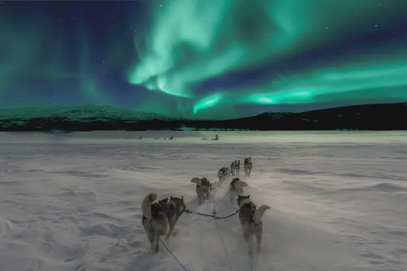 Mit dem Huskyschlitten Polarlichter suchen