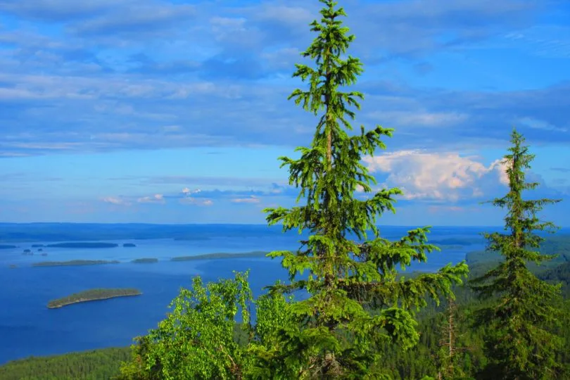 Der Nationalpark Koli in Finnland