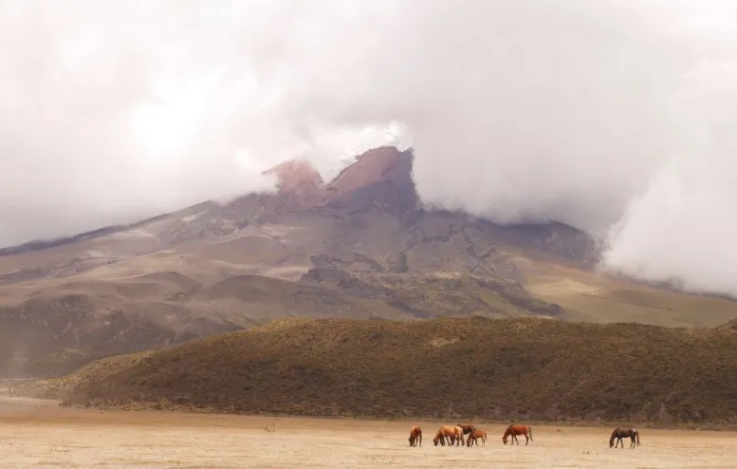 Wildpferde auf den Wanderwegen am Vulkan Cotopaxi