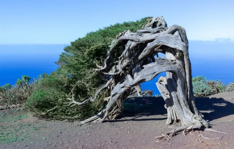 El Hierro, für uns die schönste der Kanarischen Inseln