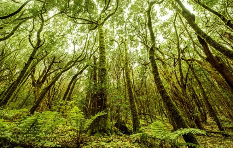 La Gomera ist eine Insel für Wanderfreunde