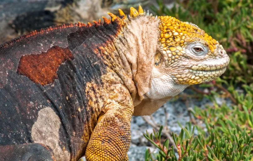 Am Ende deiner Ecuador Galapagos Rundreise kannst du diese putzigen Tierchen begutachten