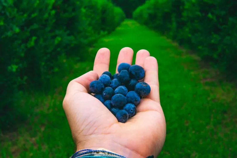 Gehe mit deinen Kindern in Finnlands Wäldern Beeren pflücken 